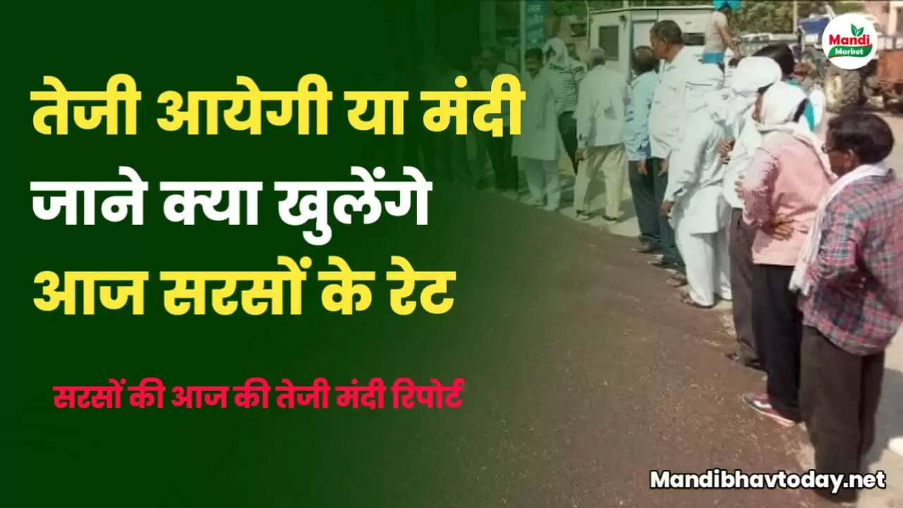 mustard teji mandi report