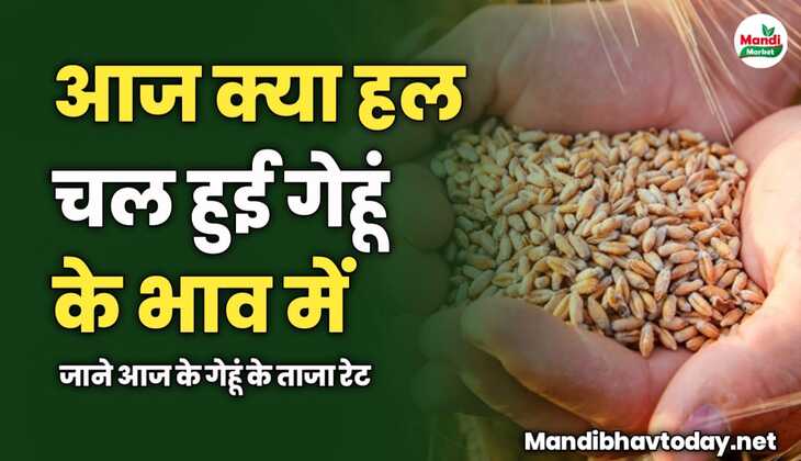 आज क्या हल चल हुई गेहूं के भाव में | जाने आज के गेहूं के ताजा रेट 
