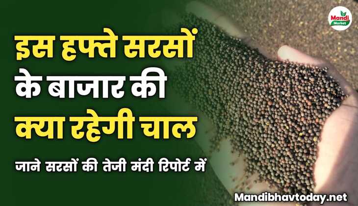 इस हफ्ते सरसों के बाजार की क्या रहेगी चाल | जाने सरसों की तेजी मंदी रिपोर्ट में 
