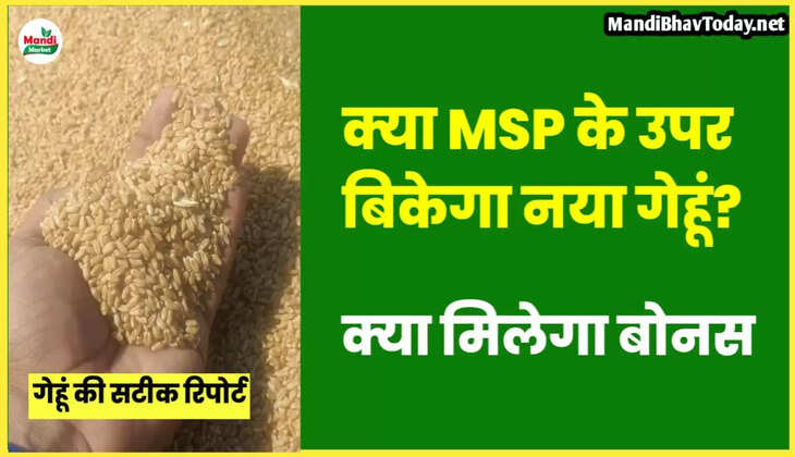 gehu teji mandi report