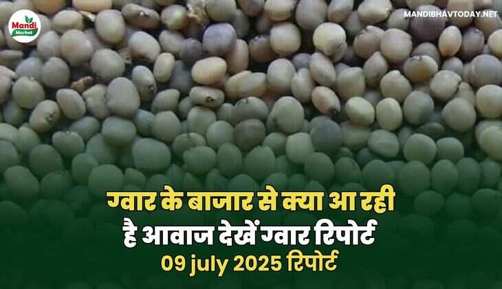 ग्वार के बाजार से क्या आ रही है आवाज देखें ग्वार रिपोर्ट 