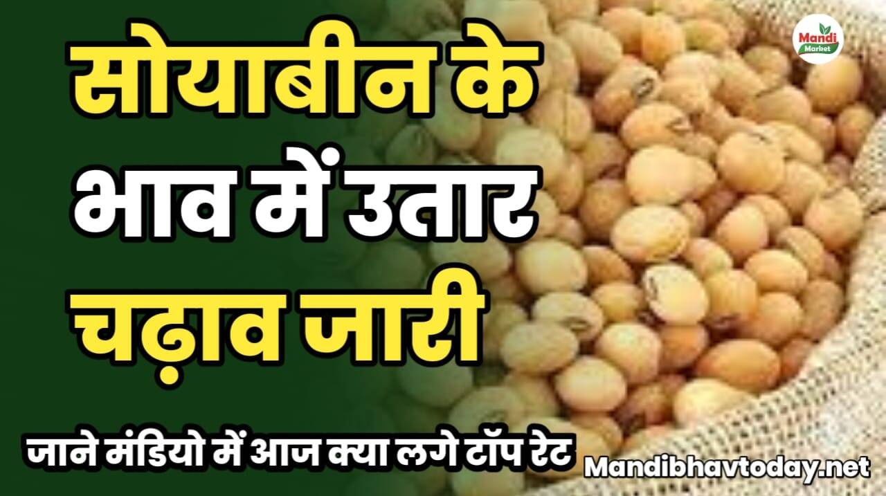 सोयाबीन के भाव में उतार चढ़ाव जारी | जाने मंडियो में आज क्या लगे टॉप रेट 