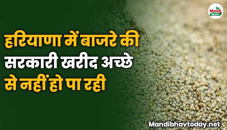 हरियाणा में बाजरे की सरकारी खरीद अच्छे से नहीं हो पा रही
