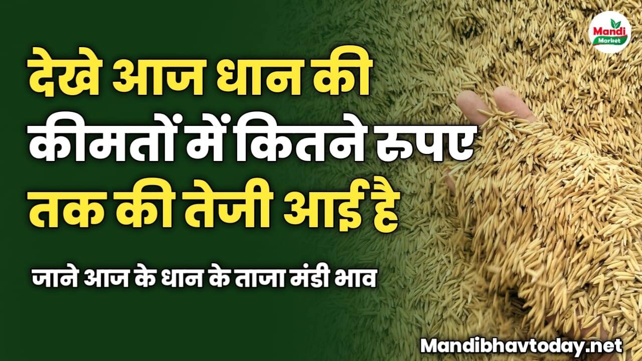 देखे आज धान की कीमतों में कितनी तेजी आई है | जाने आज के धान के ताजा मंडी भाव