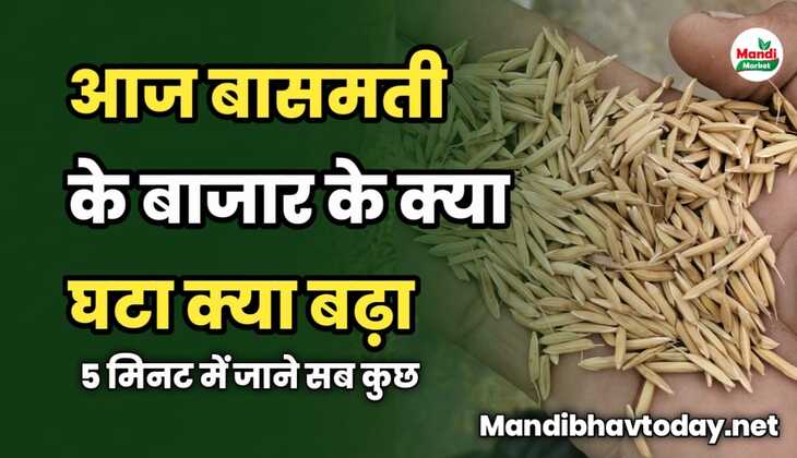 बासमती के बाजार के आज क्या घटा क्या बढ़ा | 5 मिनट में जाने सब कुछ