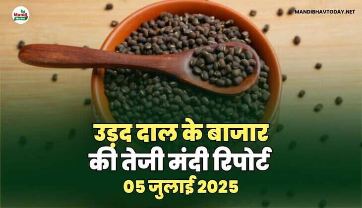 उड़द तेजी मंदी रिपोर्ट -05 जुलाई 2025 