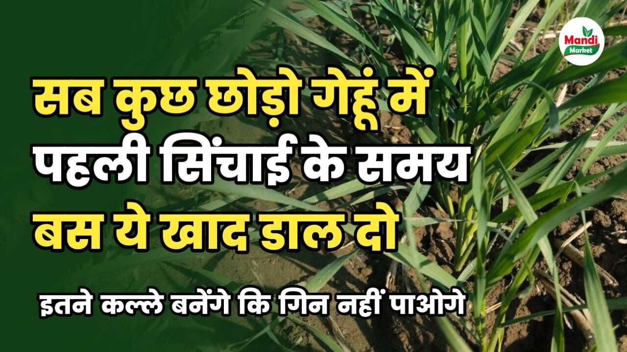 गेहूं के कल्ले कैसे बढाएं