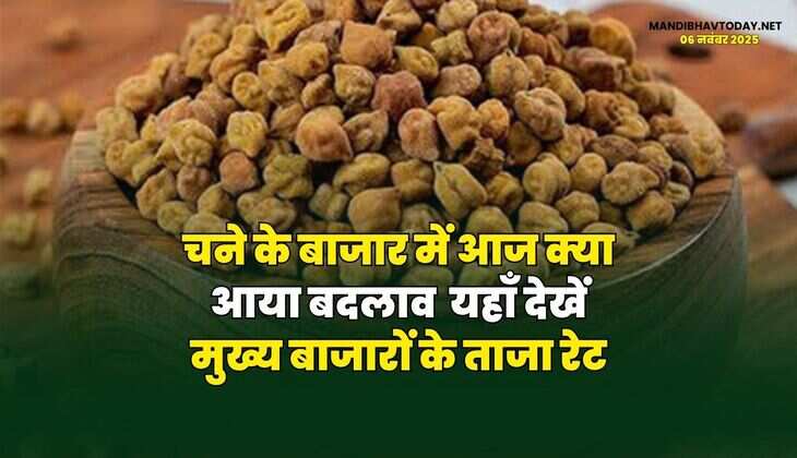 चने के बाजार में आज क्या आया बदलाव | यहाँ देखें मुख्य बाजारों के ताजा रेट