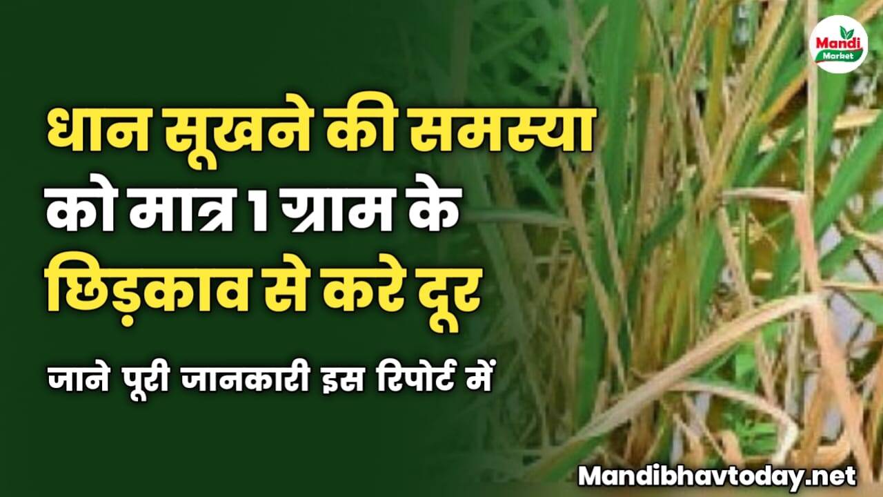 धान सूखने की समस्या को मात्र 1 ग्राम के छिड़काव से करे दूर | जाने पूरी जानकारी इस रिपोर्ट में 