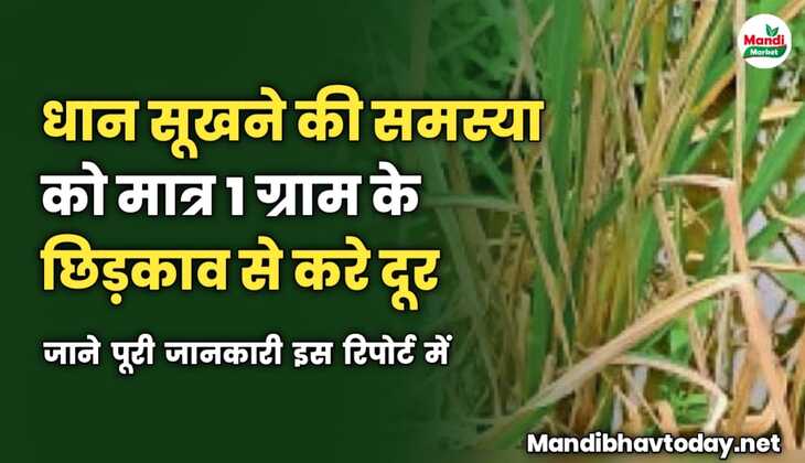 धान सूखने की समस्या को मात्र 1 ग्राम के छिड़काव से करे दूर | जाने पूरी जानकारी इस रिपोर्ट में 