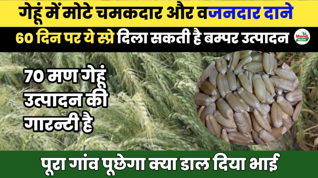 गेहूं में मोटे, चमकदार और वजनदार दाने करने के लिए अभी करें यह काम | बम्पर उत्पादन की गारन्टी है ये स्प्रे