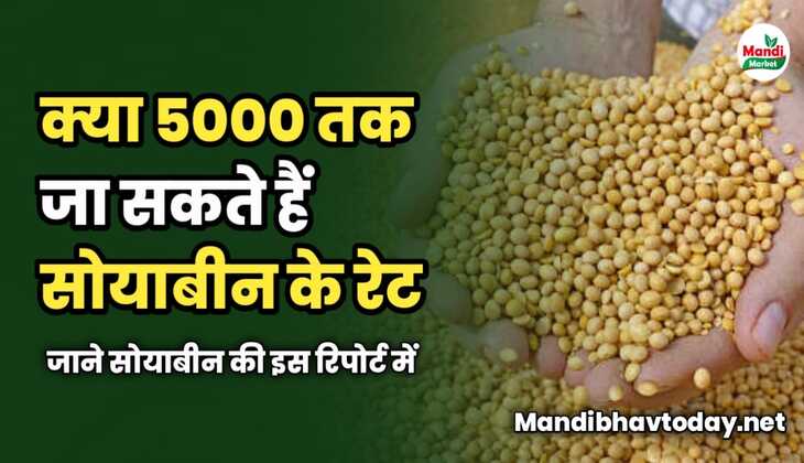 क्या 5000 तक जा सकते हैं सोयाबीन के रेट | जाने सोयाबीन की इस रिपोर्ट में