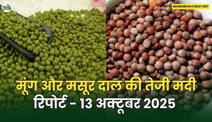 मूँग और मसूर दाल की तेजी मंदी रिपोर्ट - 13 अक्टूबर 2025 