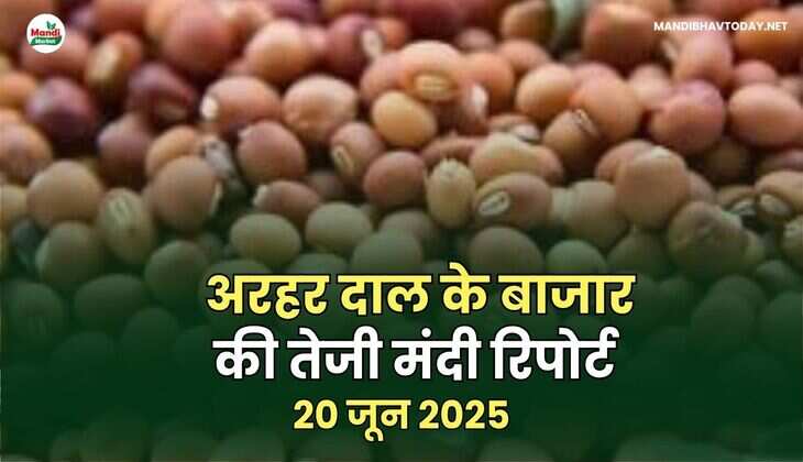 अरहर दाल तेजी मंदी रिपोर्ट - 20  जून 2025