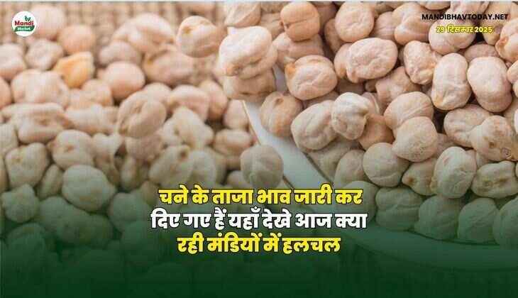 चने के ताजा भाव जारी कर दिए गए हैं | यहाँ देखे आज क्या रही मंडियों में हलचल