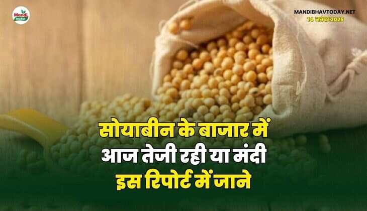 सोयाबीन के बाजार में आज तेजी रही या मंदी | इस रिपोर्ट में जाने