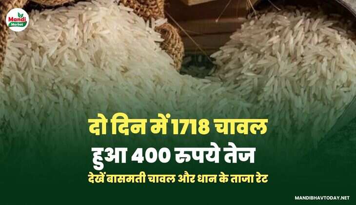 देखें बासमती चावल और धान के ताजा रेट