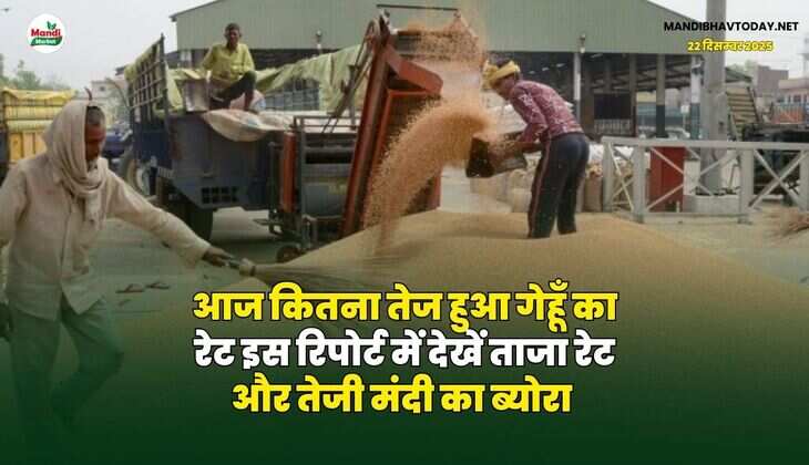 आज कितना तेज हुआ गेहूँ का रेट | इस रिपोर्ट में देखें ताजा रेट और तेजी मंदी का ब्योरा
