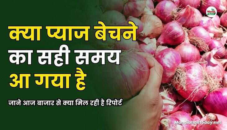 क्या प्याज बेचने का सही समय आ गया है l जाने आज बाजार से क्या मिल रही है रिपोर्ट
