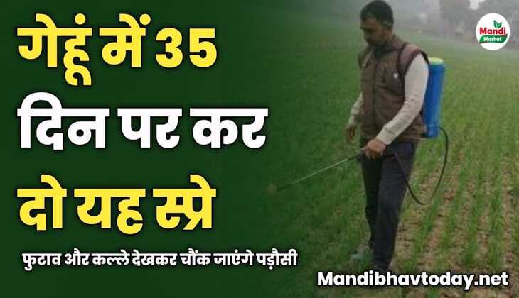 गेहूं में 35 दिन पर कर दो यह स्प्रे | फुटाव और कल्ले देखकर चौंक जाएंगे पड़ौसी 