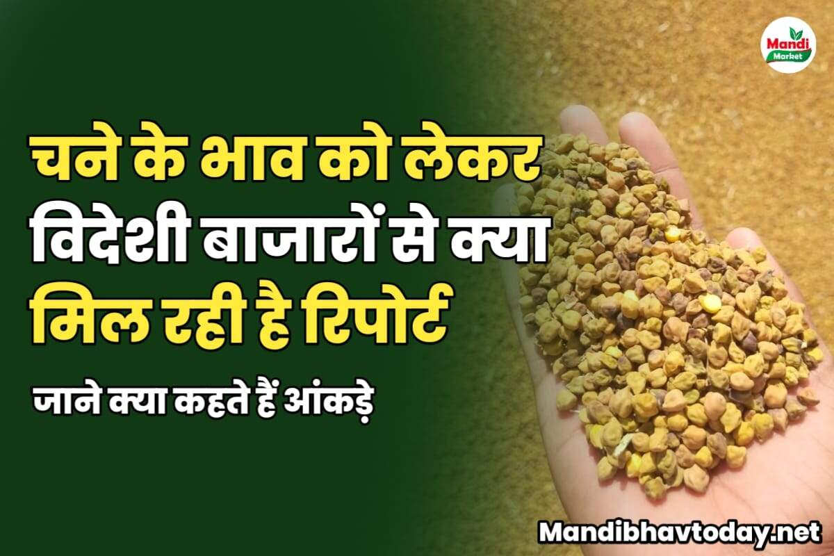 चने को लेकर विदेशी बाजारों से क्या मिल रही है रिपोर्ट | जाने क्या कहते हैं आंकड़े