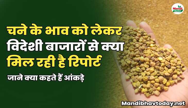 चने को लेकर विदेशी बाजारों से क्या मिल रही है रिपोर्ट | जाने क्या कहते हैं आंकड़े 