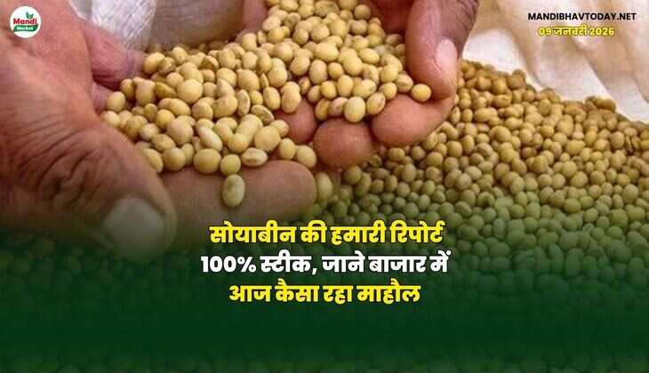 सोयाबीन की हमारी रिपोर्ट 100% स्टीक, जाने बाजार में आज कैसा रहा माहौल।