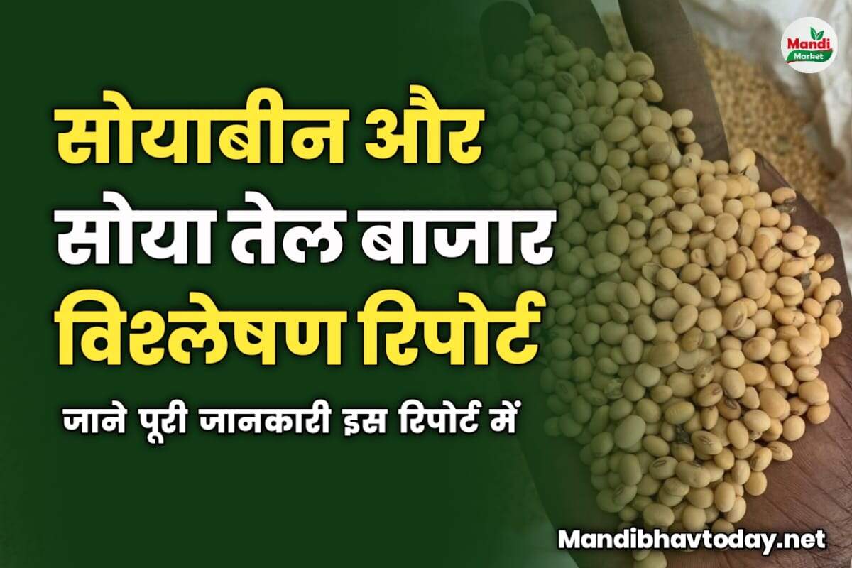 सोयाबीन और सोया तेल बाजार विश्लेषण रिपोर्ट | जाने पूरी जानकारी इस रिपोर्ट में