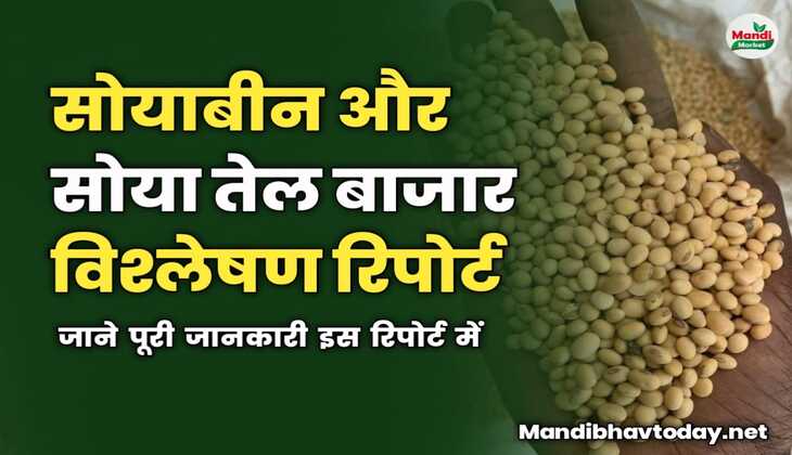 सोयाबीन और सोया तेल बाजार विश्लेषण रिपोर्ट | जाने पूरी जानकारी इस रिपोर्ट में 