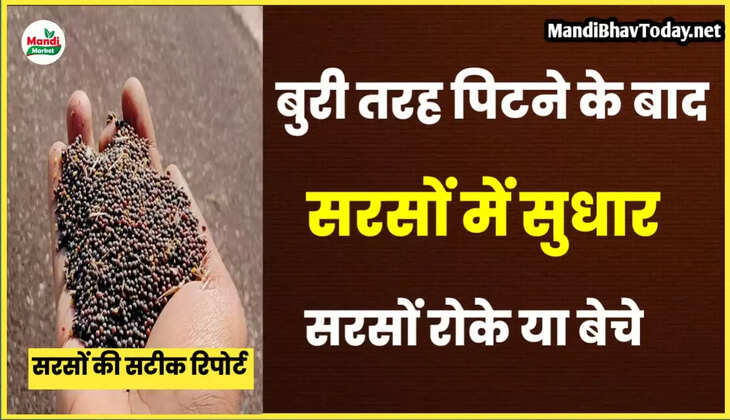 mustard teji mandi report