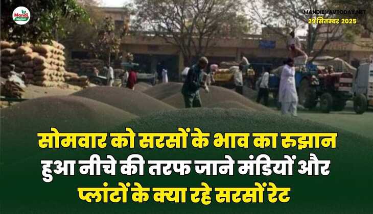 सोमवार को सरसों के भाव का रुझान हुआ नीचे की तरफ | जाने मंडियों और प्लांटों के क्या रहे सरसों रेट