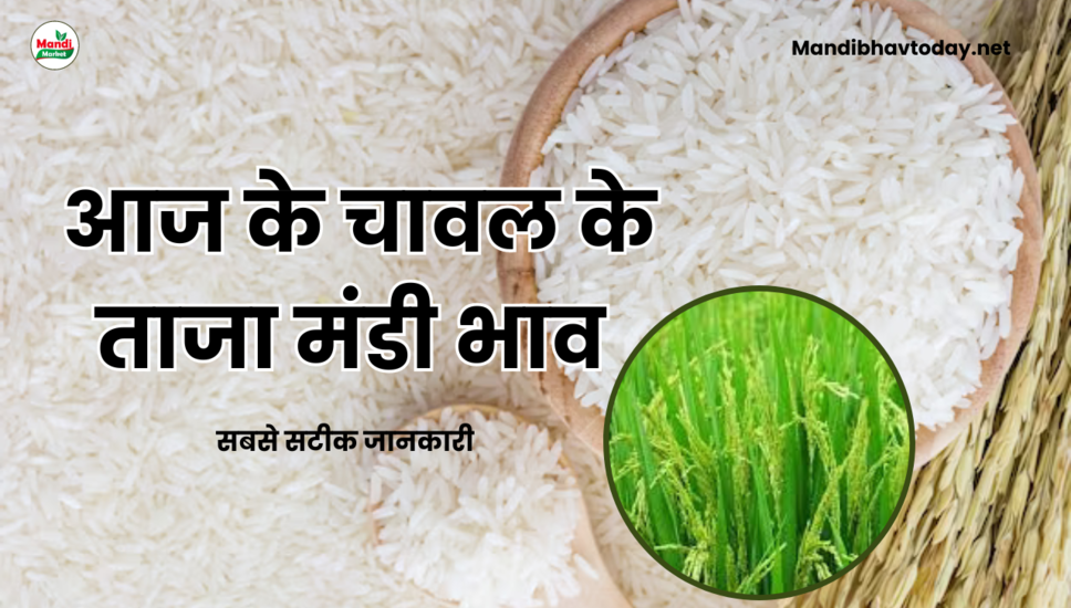 बासमती चावल के ताजा भाव Basmati Rice Rate 11 May 2024