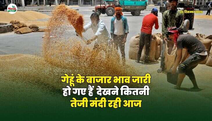 गेहूं के बाजार भाव जारी हो गए हैं | देखने कितनी तेजी मंदी रही आज