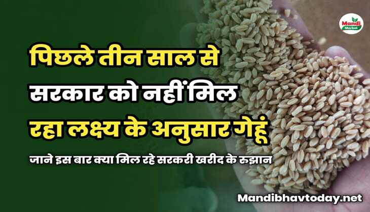 पिछले तीन साल से सरकार को नहीं मिल रहा लक्ष्य के अनुसार गेहूं | जाने इस बार क्या मिल रहे सरकरी खरीद के रुझान