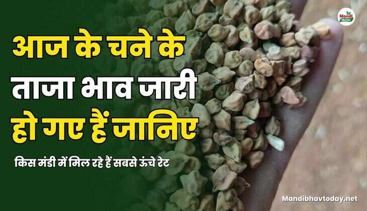 आज के चने के ताजा भाव जारी हो गए हैं | जानिए किस मंडी में मिल रहे हैं सबसे ऊंचे रेट