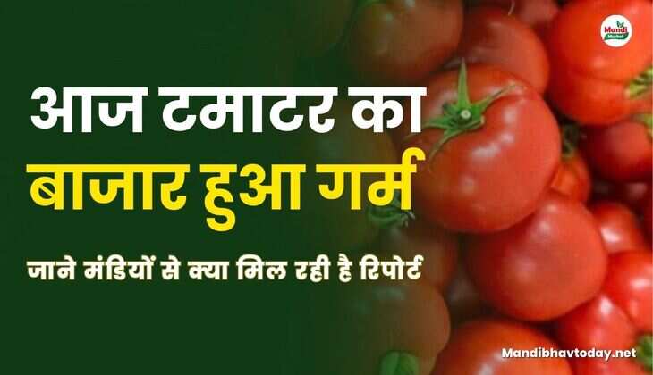 टमाटर का बाजार हुआ गर्म | जाने मंडियों से क्या मिल रही है रिपोर्ट