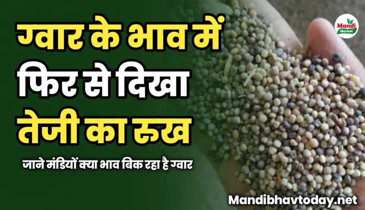 ग्वार के भाव में फिर से दिखा तेजी का रुख | जाने मंडियों क्या भाव बिक रहा है ग्वार 