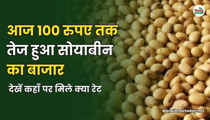 आज 100 रुपए तक तेज हुआ सोयाबीन का बाजार | देखें कहाँ पर मिले क्या रेट 