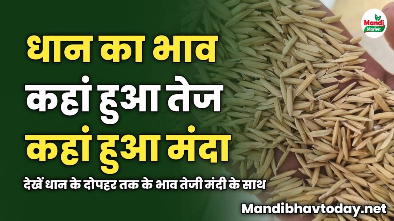 कहां हुआ तेज कहां हुआ मंदा | देखें धान के दोपहर तक के भाव तेजी मंदी के साथ