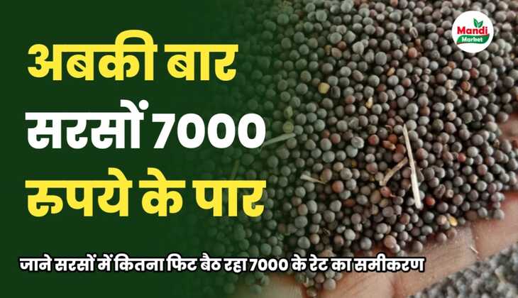 अबकी बार 7000 पार | जानिए सरसों में कितना फिट बैठ रहा 7000 के रेट का समीकरण