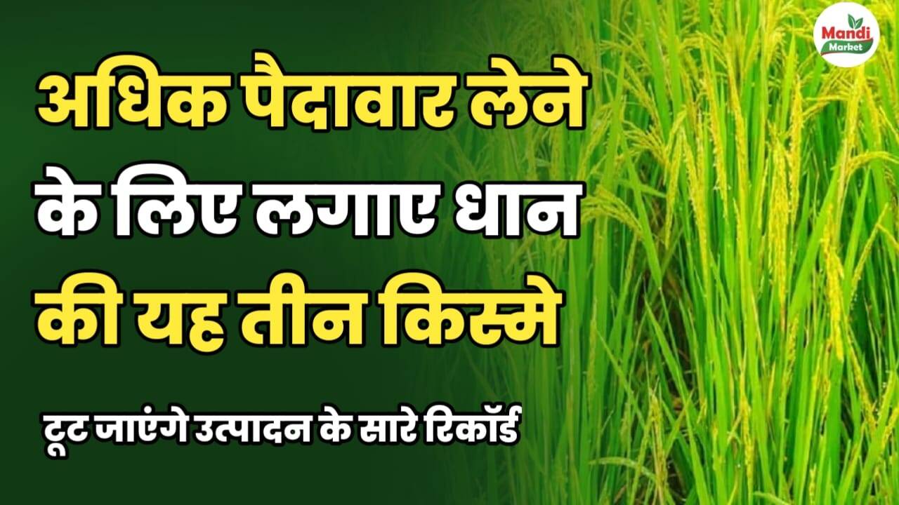धान IMAGES