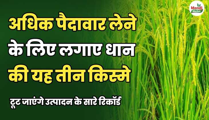 धान IMAGES