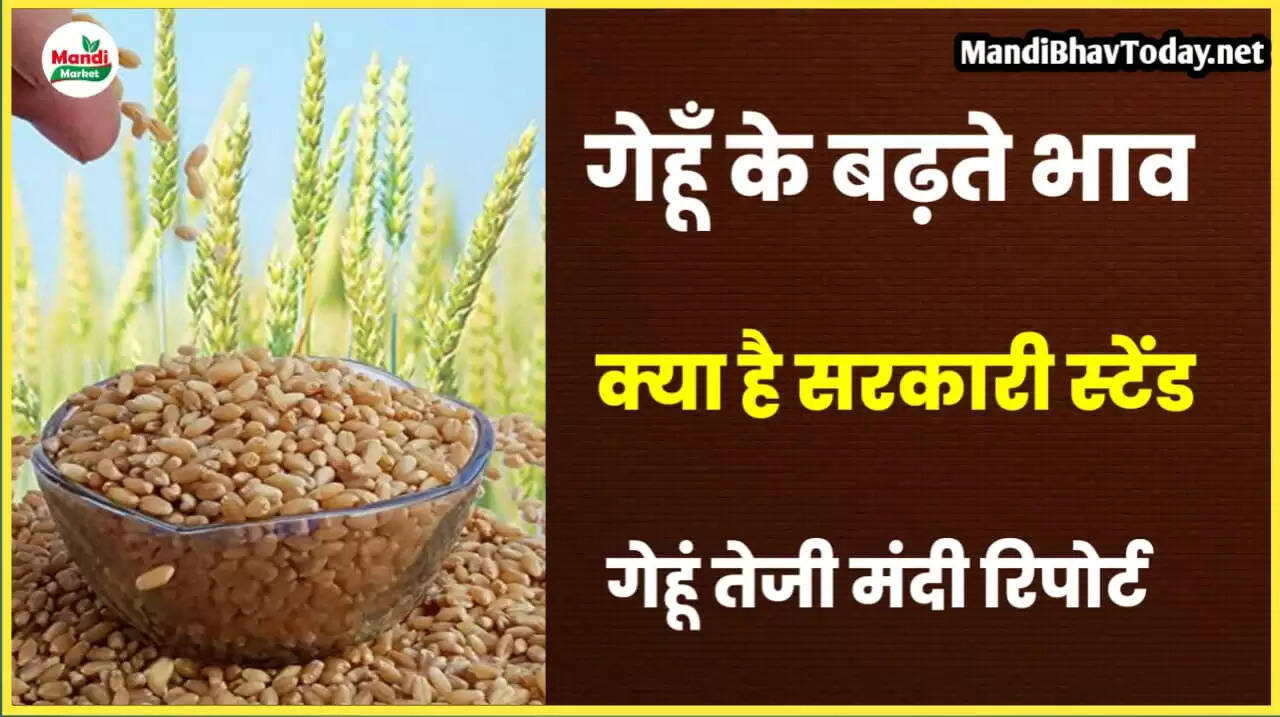 गेहूं के बढ़ते भावों पर क्या है सरकारी स्टैंड | ताजा रिपोर्ट