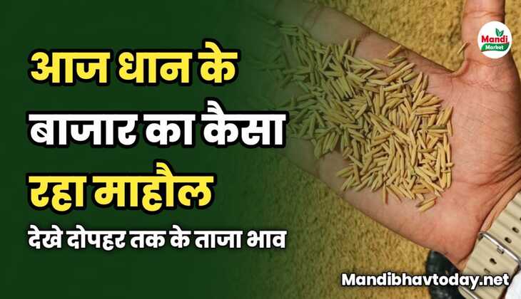 आज धान के बाजार का कैसा रहा माहौल | देखे दोपहर तक के ताजा भाव 
