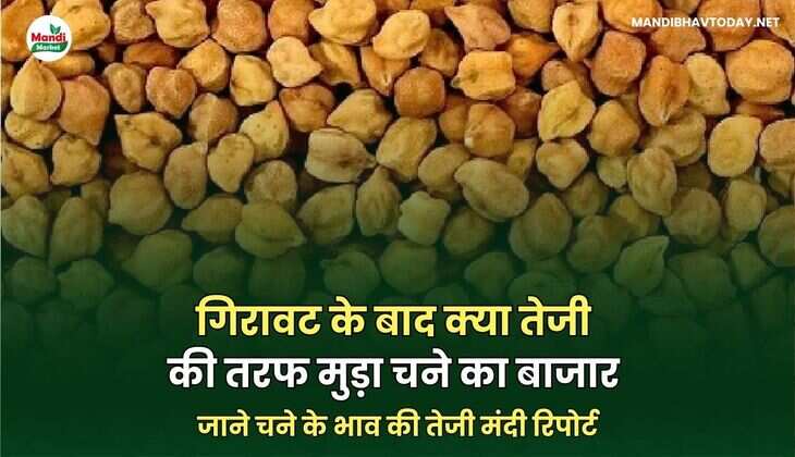 गिरावट के बाद क्या तेजी की तरफ मुड़ा चने का बाजार | जाने चने के भाव की तेजी मंदी रिपोर्ट