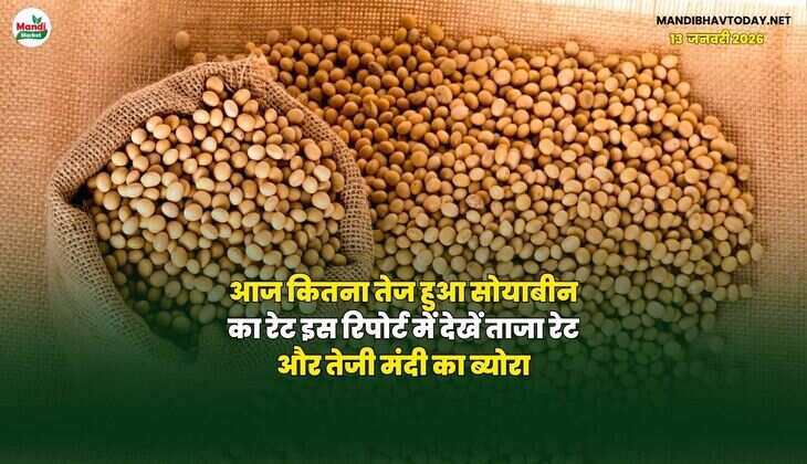 आज कितना तेज हुआ सोयाबीन का रेट | इस रिपोर्ट में देखें ताजा रेट और तेजी मंदी का ब्योरा