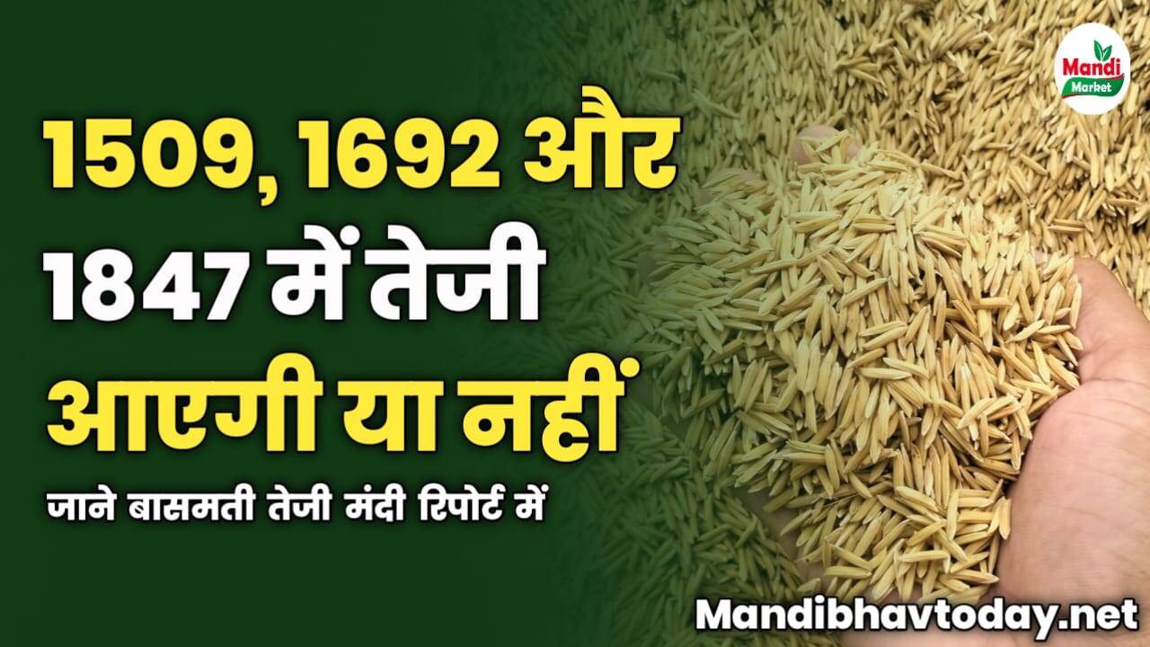 1509, 1692 और 1847 में तेजी आएगी या नहीं | जाने बासमती तेजी मंदी रिपोर्ट में