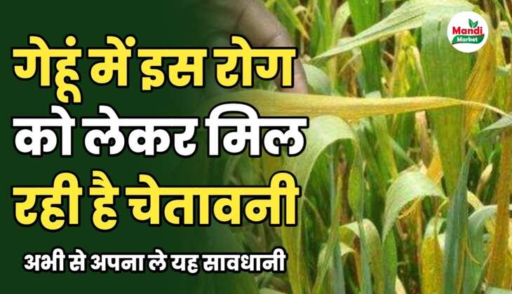 गेहूं में पीलापन 