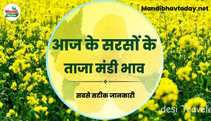 देखें आज के सरसों के लाइव रेट Sarso Live Rate Today 09 Feb 2023