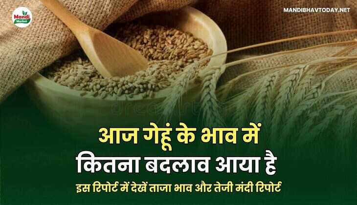 आज गेहूं के भाव में कितना बदलाव आया है | इस रिपोर्ट में देखें ताजा भाव और तेजी&nbsp;मंदी&nbsp;रिपोर्ट